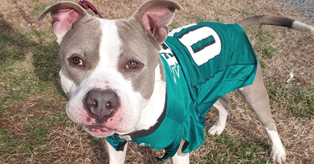 Homeward Bound Pet Adoption Center Offering $7 Adoption Deal for Super Bowl  | Camden County, NJ